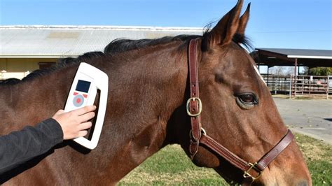 equine livestock rfid chips and reader|equine identification chip.